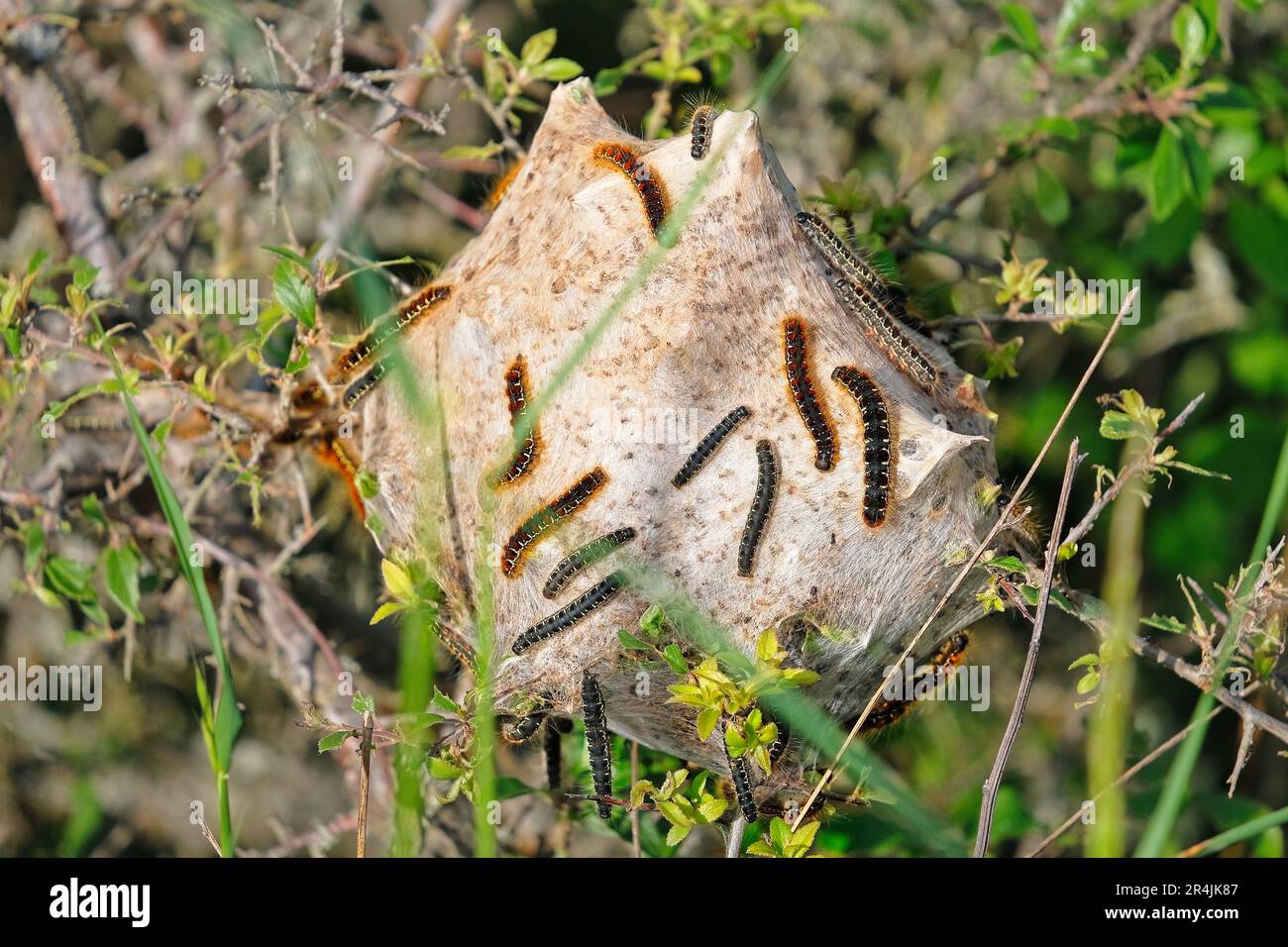 Orange-braun und blau-schwarz gestreifte, haarige, krautende Raupen, die durch ihr Nest von Seidenfäden kriechen, die in den Busch eingebettet sind Stockfoto