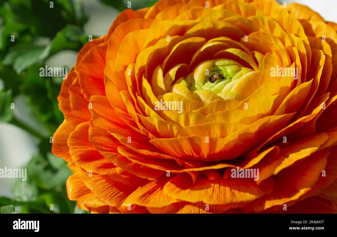 Orangefarbene, asiatische Butterblume, Makroblume, Nahaufnahme auf grünem Hintergrund. Orangenblüte Ranunculus asiaticus. Familie Der Ranunculaceae. Stockfoto