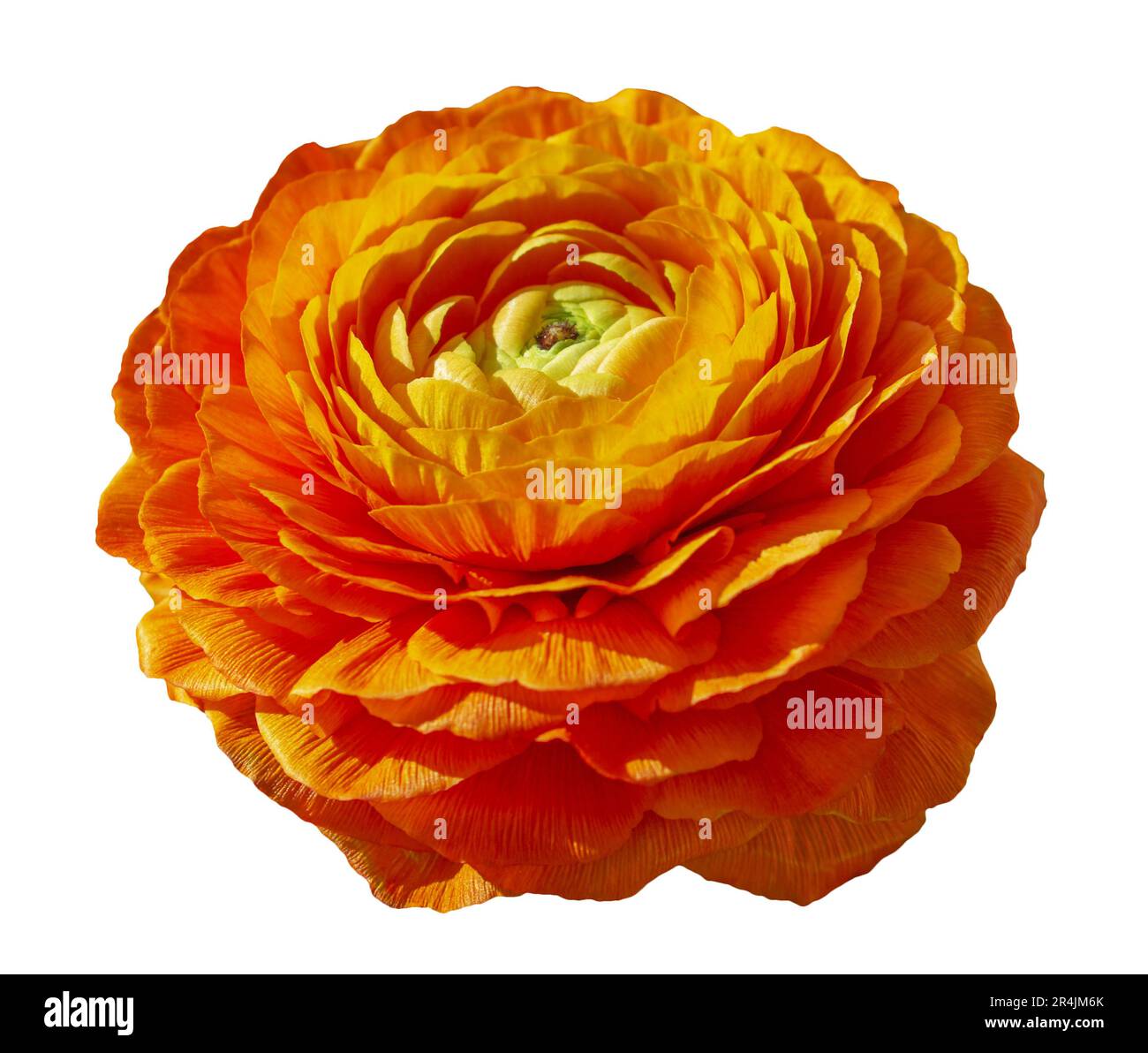 Orange Ranunculus Flowers isoliert auf White. Ranunculus Asiaticus Butterblume isoliert. Objekt mit Beschneidungspfad. Stockfoto