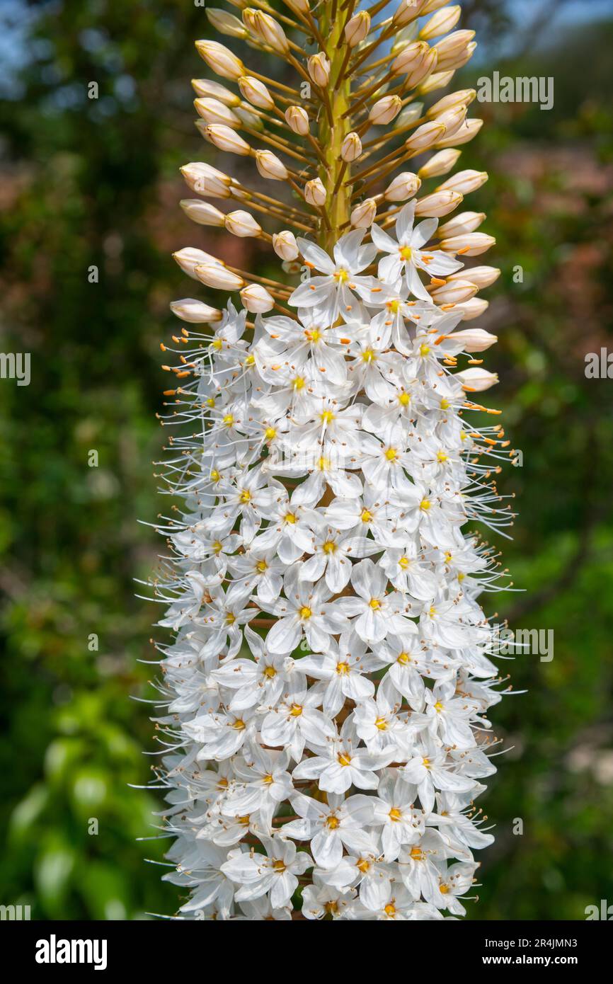 Nahaufnahme der winzigen weißen Blumen auf einer Eremuruspflanze (Foxtail Lily) im Frühsommer. Stockfoto