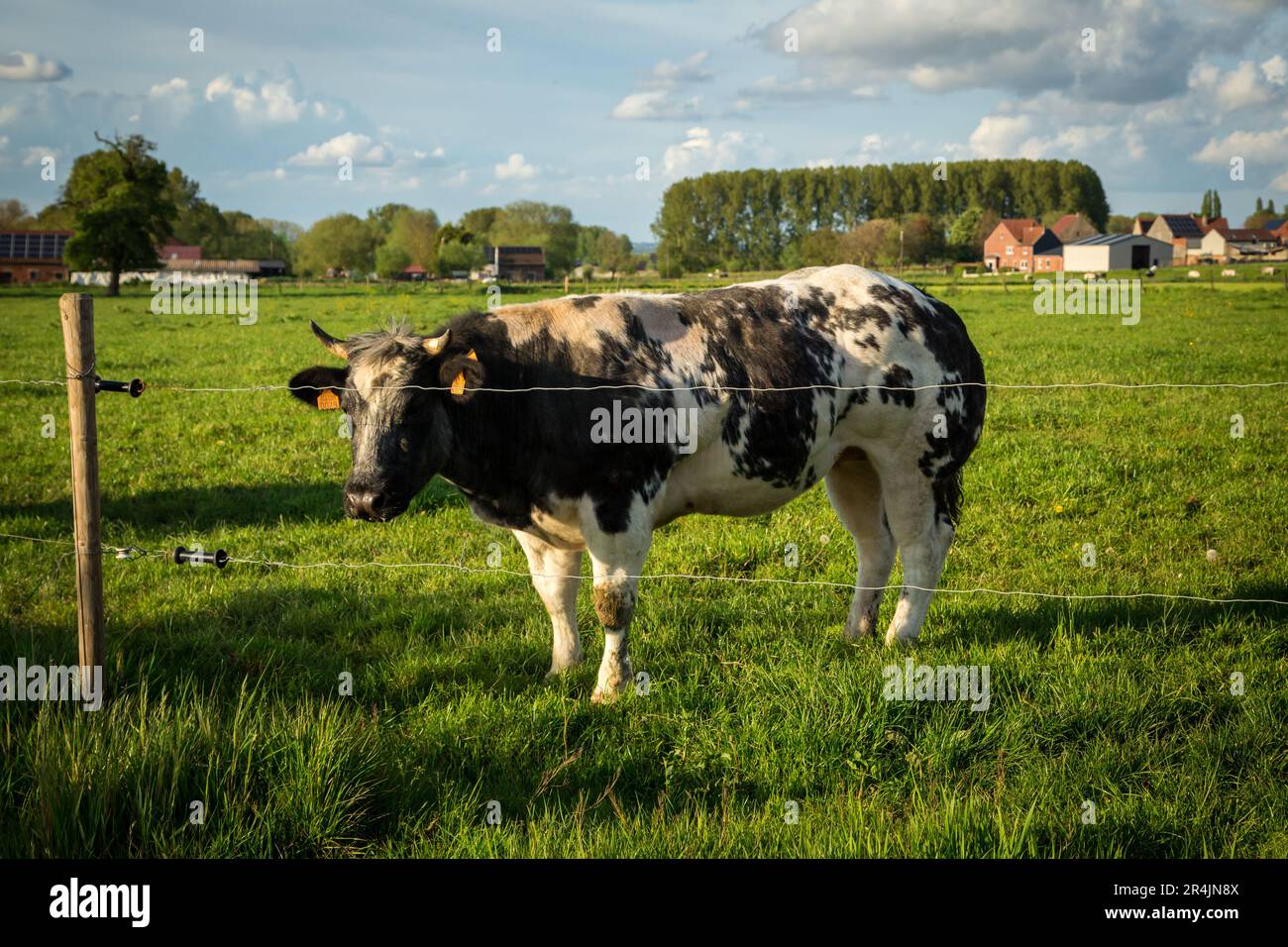 Belgisches Blaurinder in Ostflandern an einem idyllischen Frühlingstag Stockfoto Belgisches Blaurinder in Ostflandern an einem idyllischen Frühlingstag Stockfoto