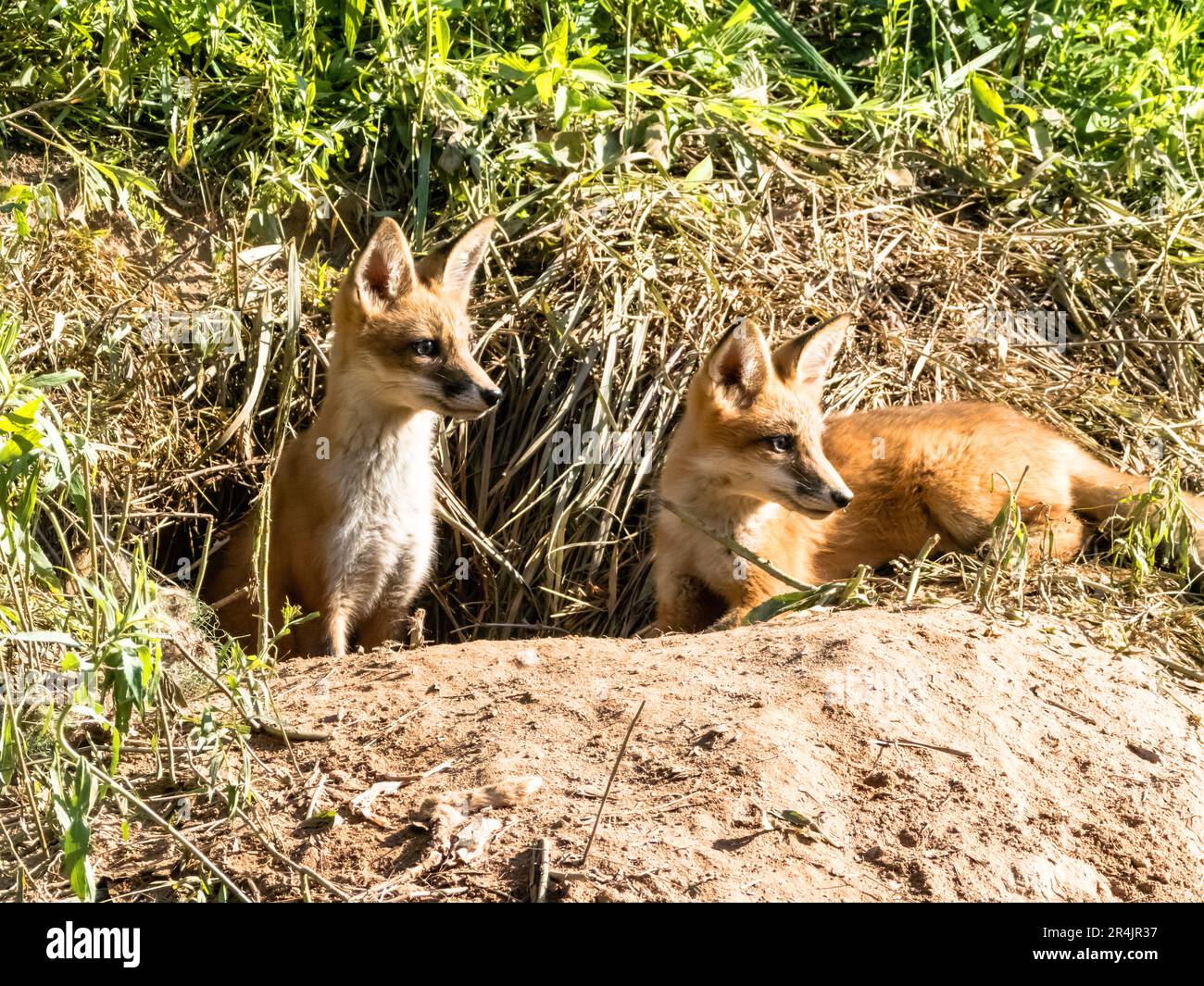 Zwei Fuchs-Sets genießen die Sonne vor ihrer Höhle Stockfoto