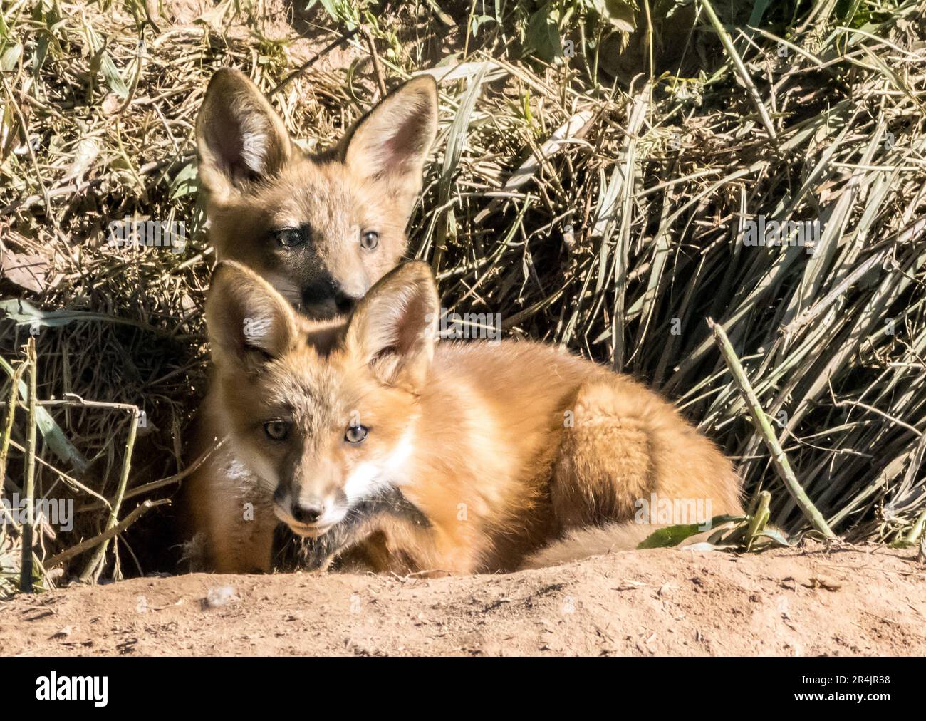 Zwei Fuchs-Sets genießen die Sonne vor ihrer Höhle Stockfoto