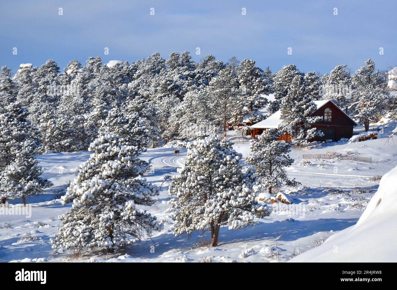 Die gemütliche Blockhütte im Winter in Wyoming bewundert das Reh in der Auffahrt. Die Bäume sind voll mit neuem Schnee, der ein malerisches Bild macht. Stockfoto