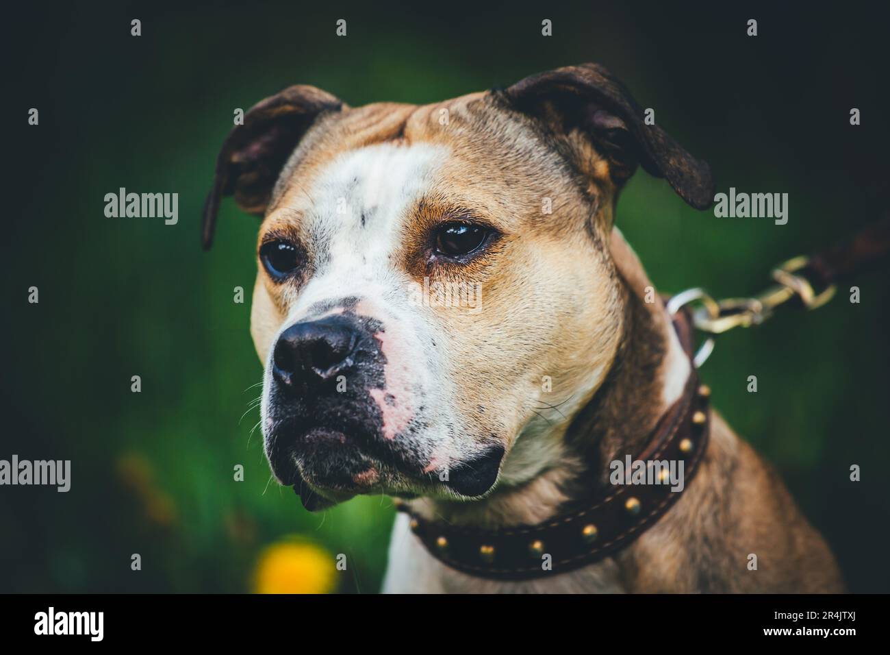 Porträt eines braunen weißen Hundes mit Lederhalsband Stockfoto