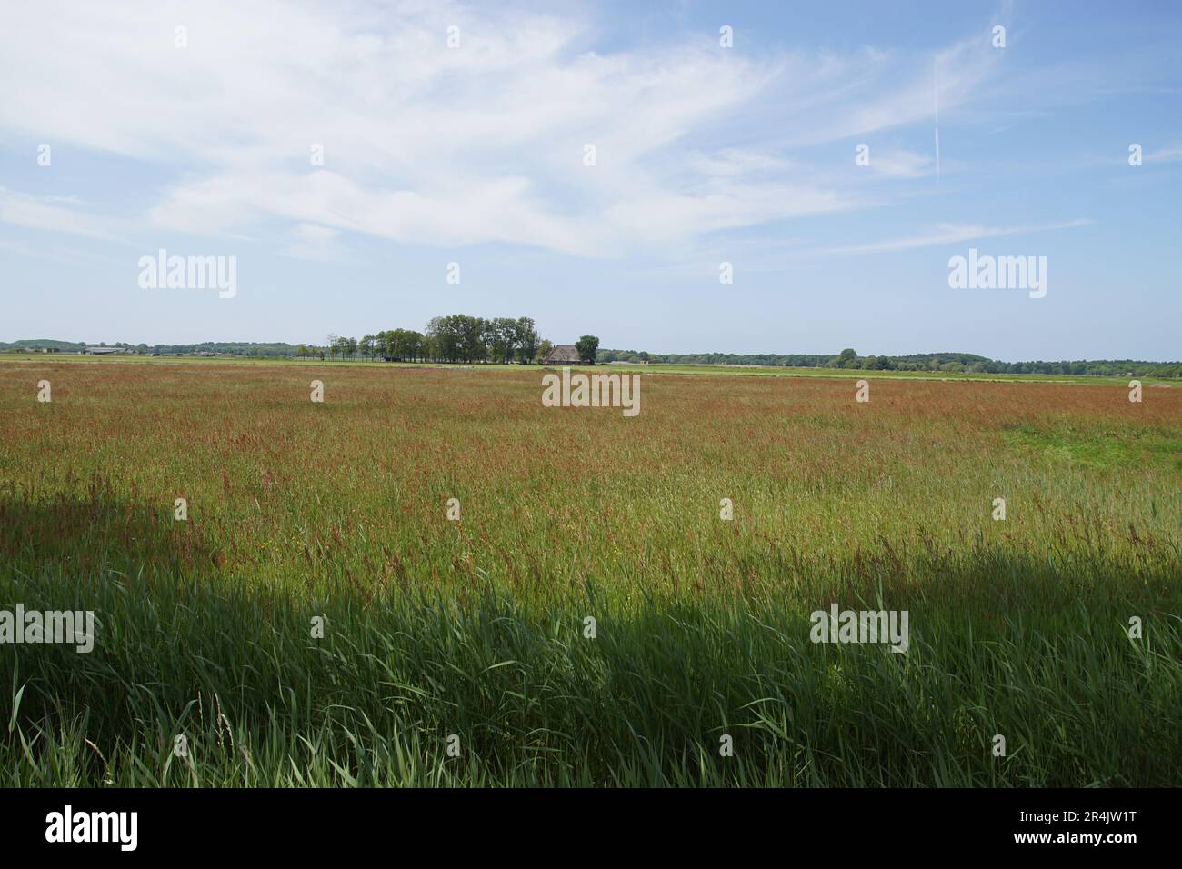 Holländisches Grasland, das im Frühjahr mit blühendem Sorrel (Rumex acetosa) überwuchert wurde. Dünen in der Ferne. Horizont. Stockfoto