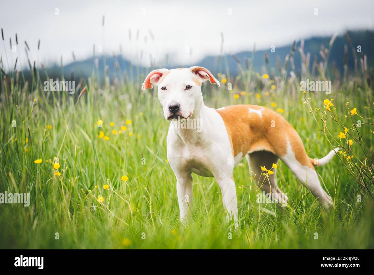 Amerikanischer Pit-Bullterrier Stockfoto