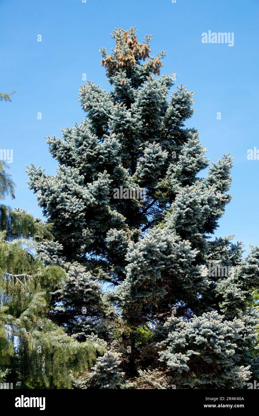 Alter Baum, Picea pungens „Hoopsii“ Upright, Silberne Fichte, konisch, geformt, blaue Fichte Stockfoto