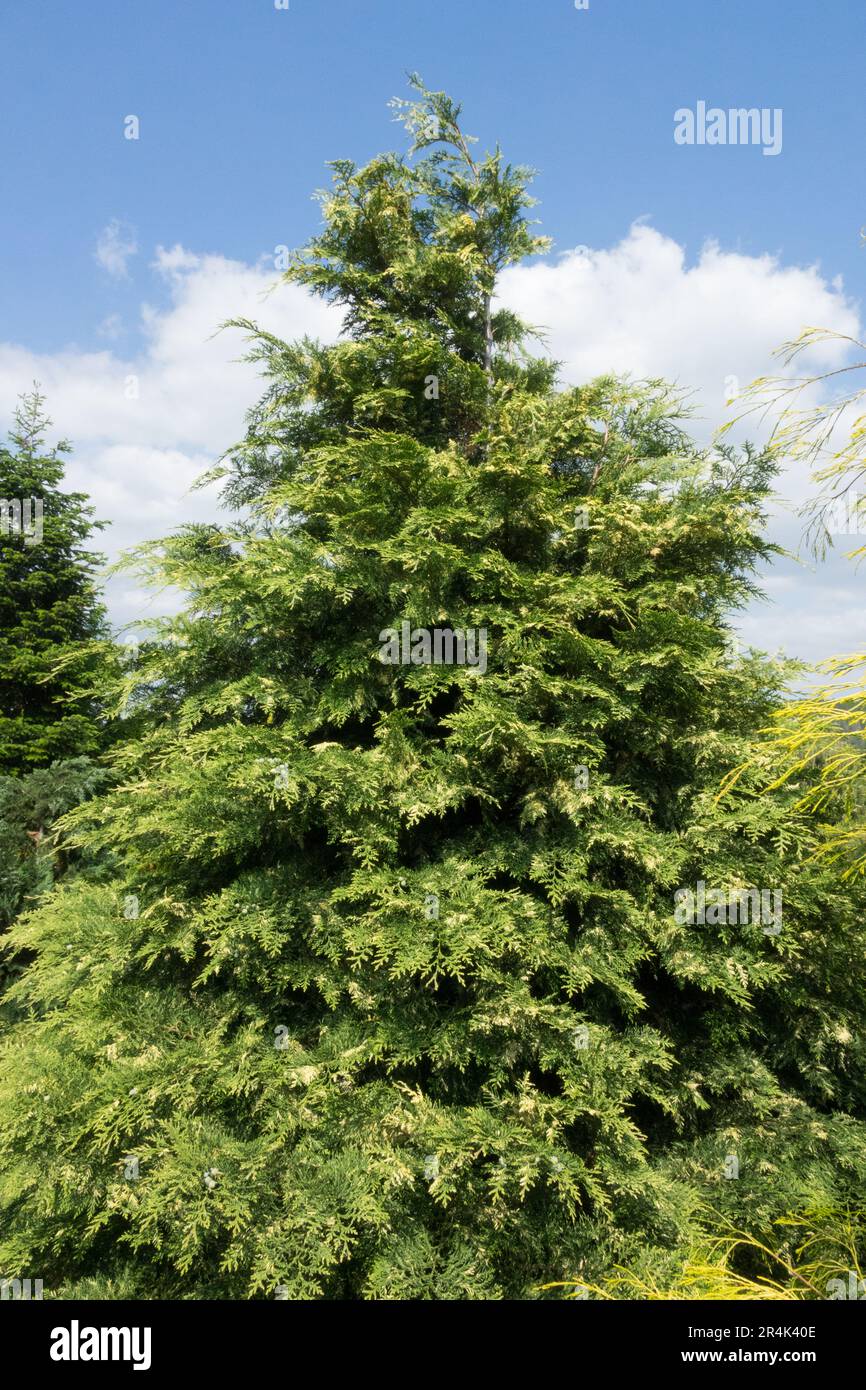 Lawson Cypress Tree Chamaecyparis „Pearly Swirls“, Tree, Chamaecyparis lawsoniana „Pearly Swirls“ konisch geformter Baum Stockfoto
