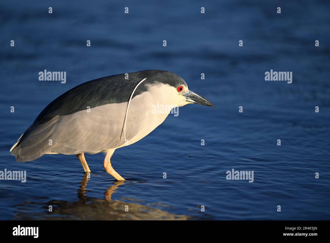 Schwarzkronen-Nachtreiher - Nycticorax nycticorax Clouse-up Portrait Stockfoto