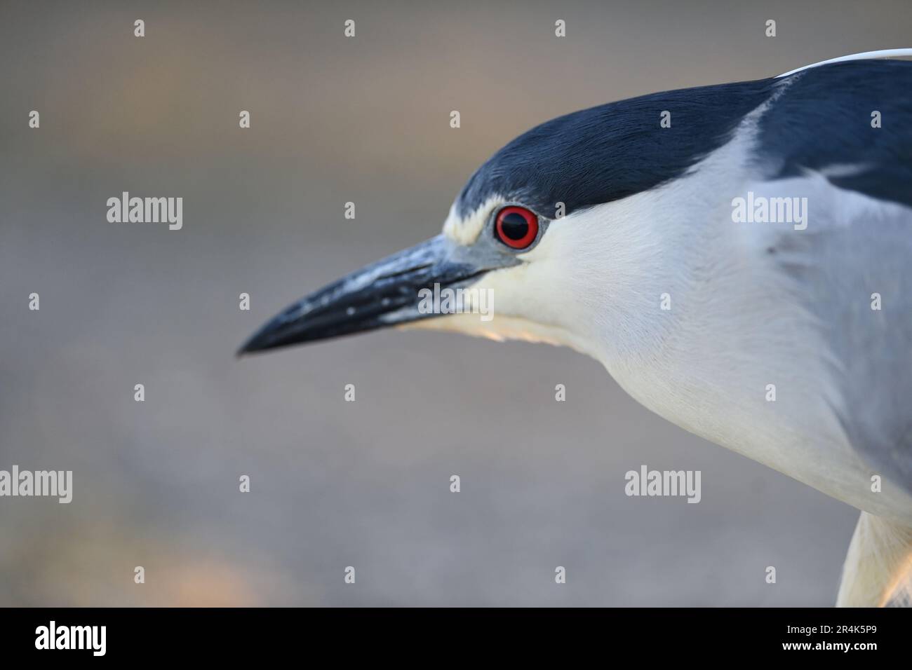 Schwarzkronen-Nachtreiher - Nycticorax nycticorax Clouse-up Portrait Stockfoto