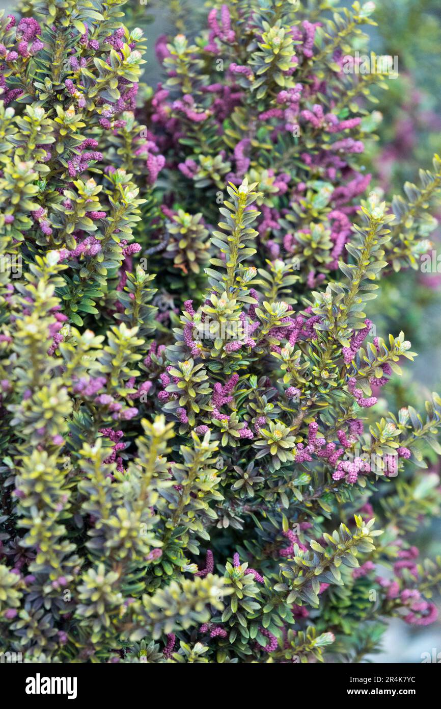 Zwerg, Kultivar, Podocarpus „Chocolate Box“ Stockfoto