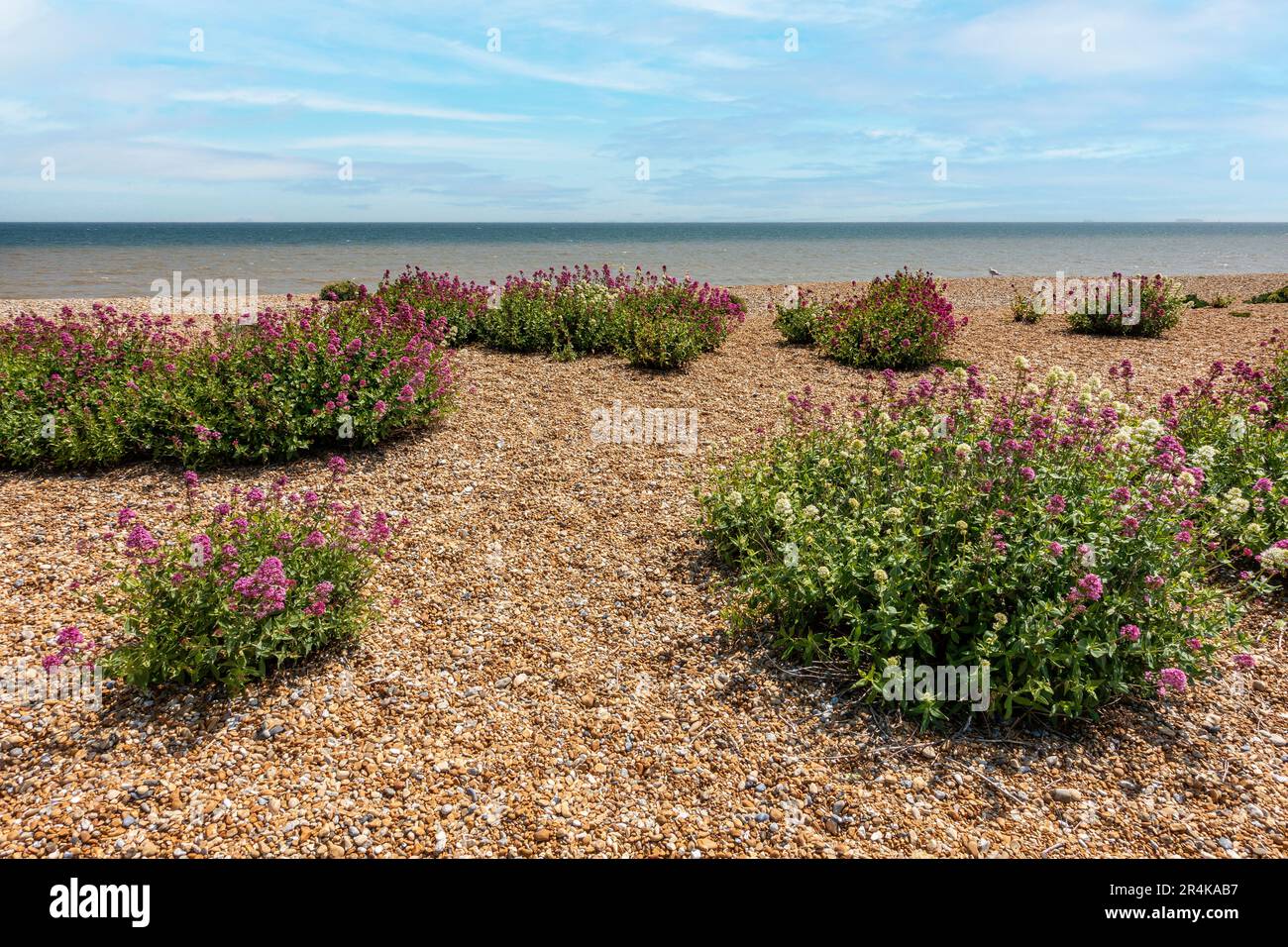 Pink, Küste, Blume, Deal Beach, Schindeln, Blue Sky, Deal, Kent, England Stockfoto