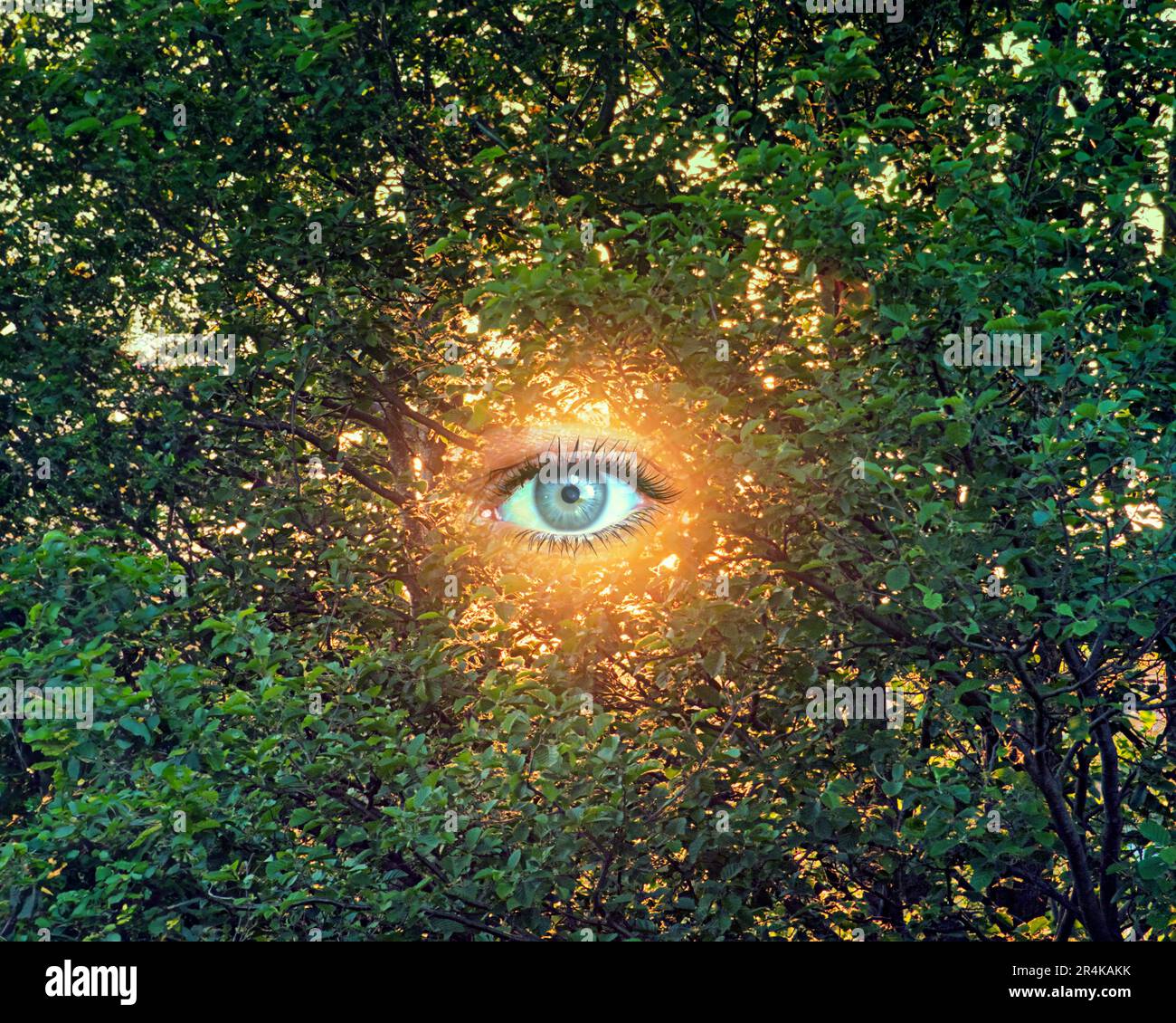 Sonniges Auge in einem Baum bei Sonnenaufgang Stockfoto