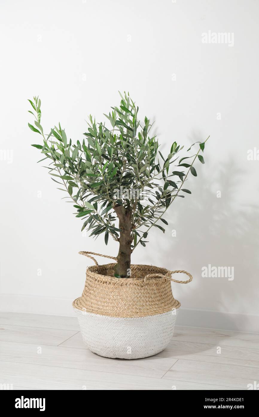 Olivenbaum im Topf auf dem Boden des Zimmers. Innenelement Stockfotografie  - Alamy