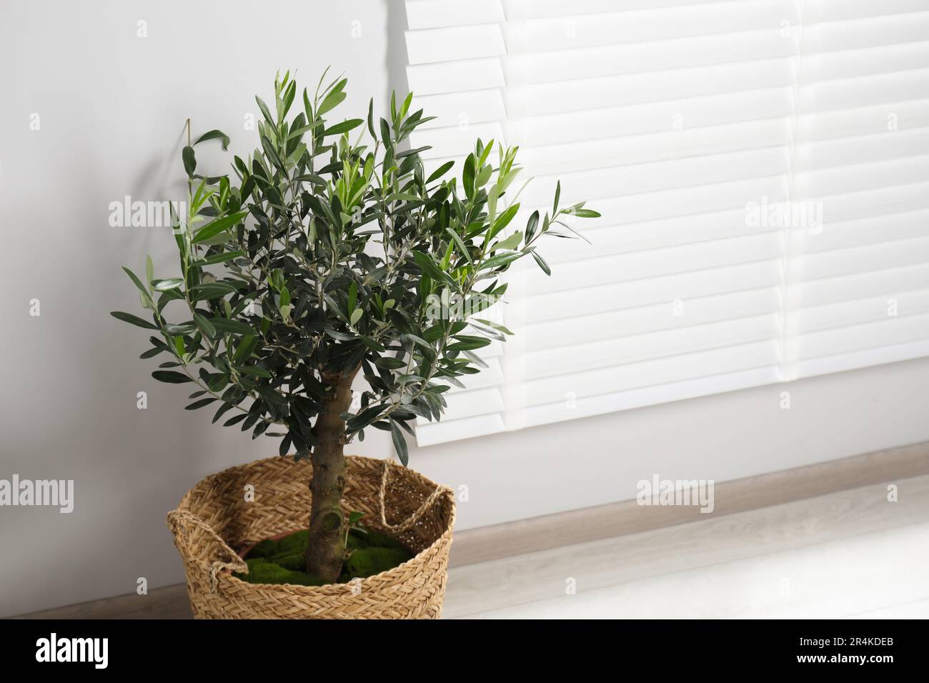 olivenbaum für garten Olivenbaum / Olea europaea online kaufen