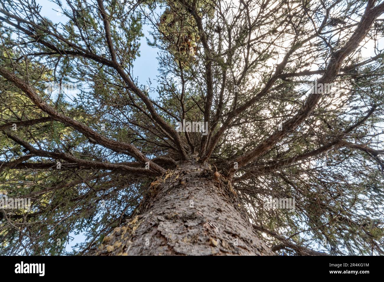 Unter Ihnen sehen Sie eine Fichte im borealen Wald Kanadas mit blauem Himmel. Stockfoto