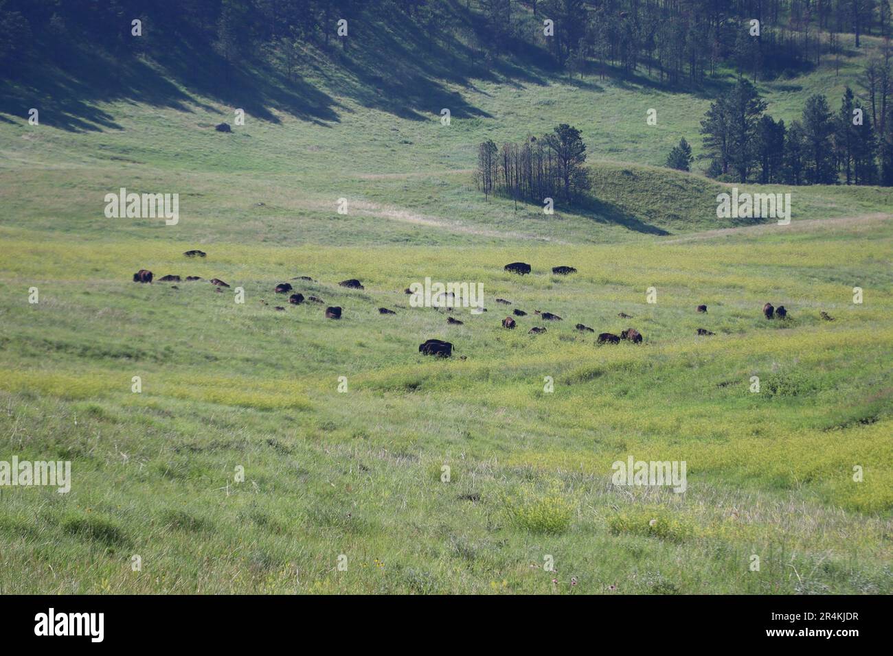 Blick auf den Custer State Park in South Dakota Stockfoto