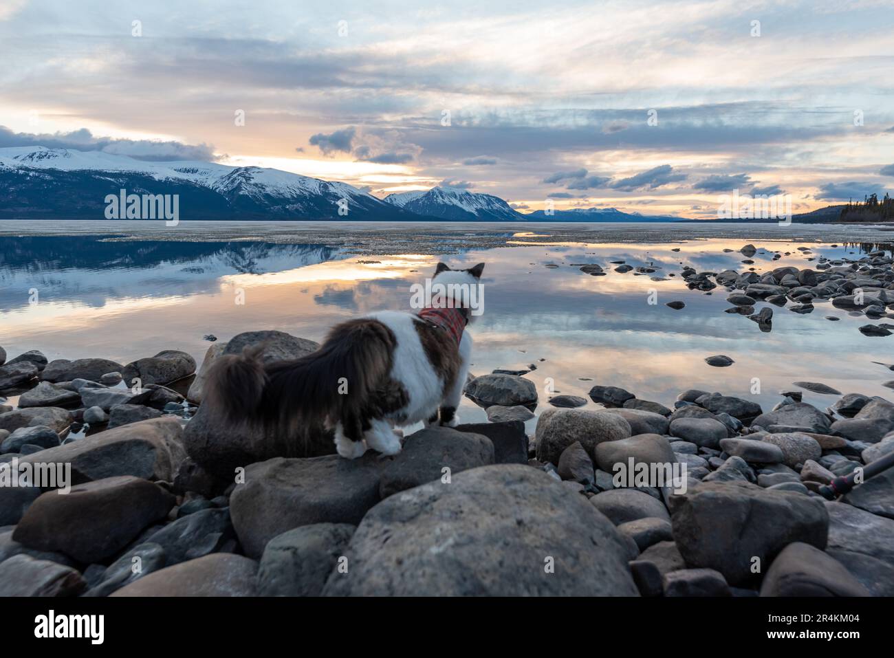 Blick auf den Sonnenuntergang in British Columbia mit Katze, flauschigem schwarzen Weiß und Blick in die Ferne. Schöne Katzen im Freien. Stockfoto