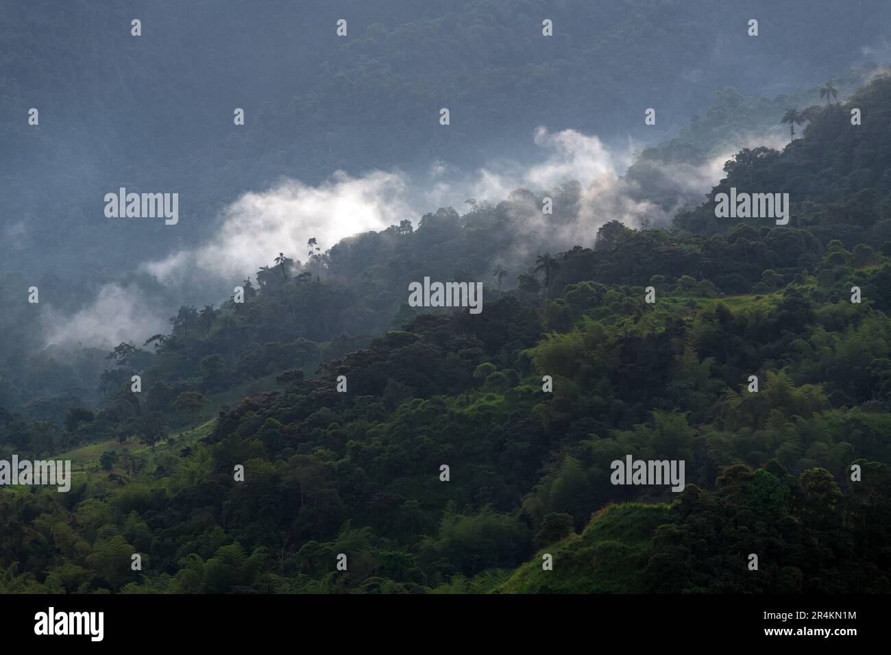 Nebelwälder, Mindo, Ecuador. Stockfoto