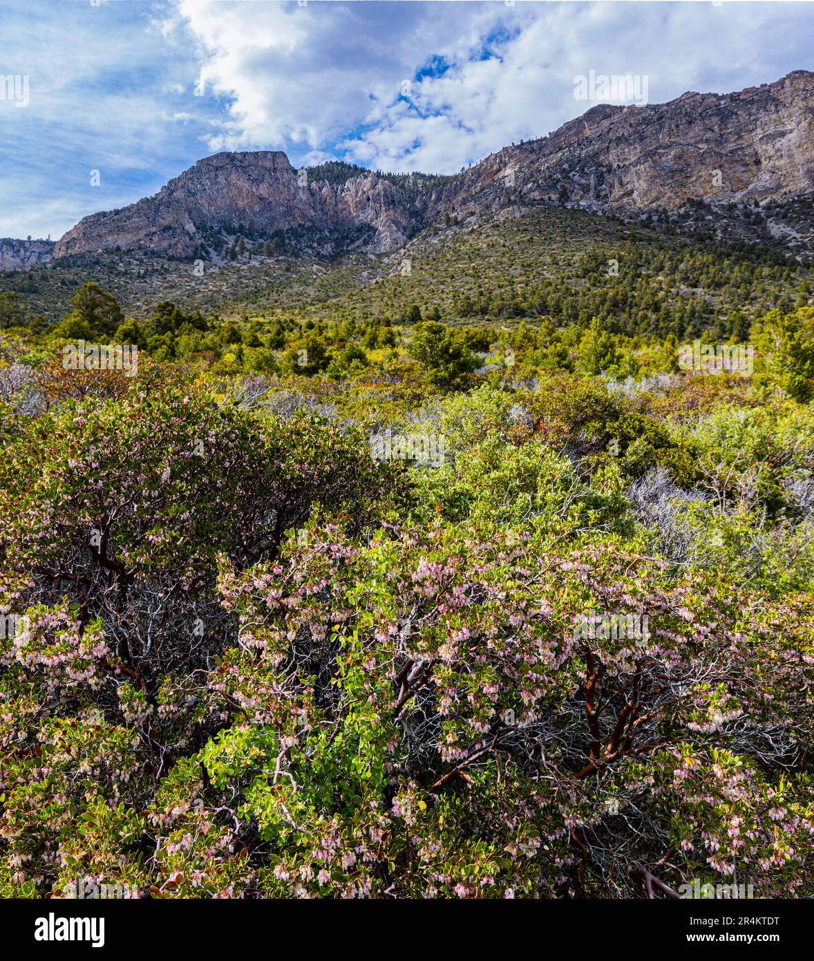 Der Eagles Nest Trail, die Spring Mountains National Recreation Area, Nevada, USA Stockfoto