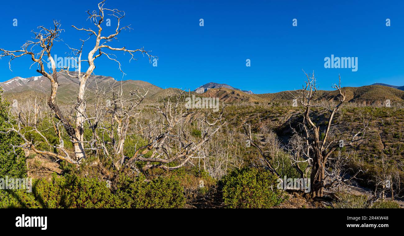Reste of Forest Fire mit der Spring Mountain Range, Harris Springs Road, Spring Mountains National Recreation Area, Nevada, USA Stockfoto