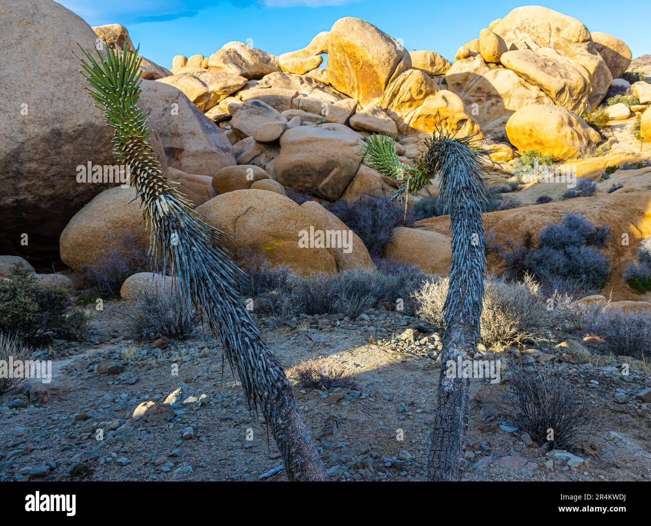 Arch Rock im White Tank im Joshua Tree National Park, Kalifornien, USA Stockfoto