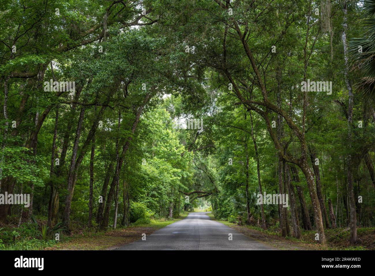 Von Bäumen überdachte Straße im Paynes Prairie Preserve State Park in Micanopy, Florida. (USA) Stockfoto