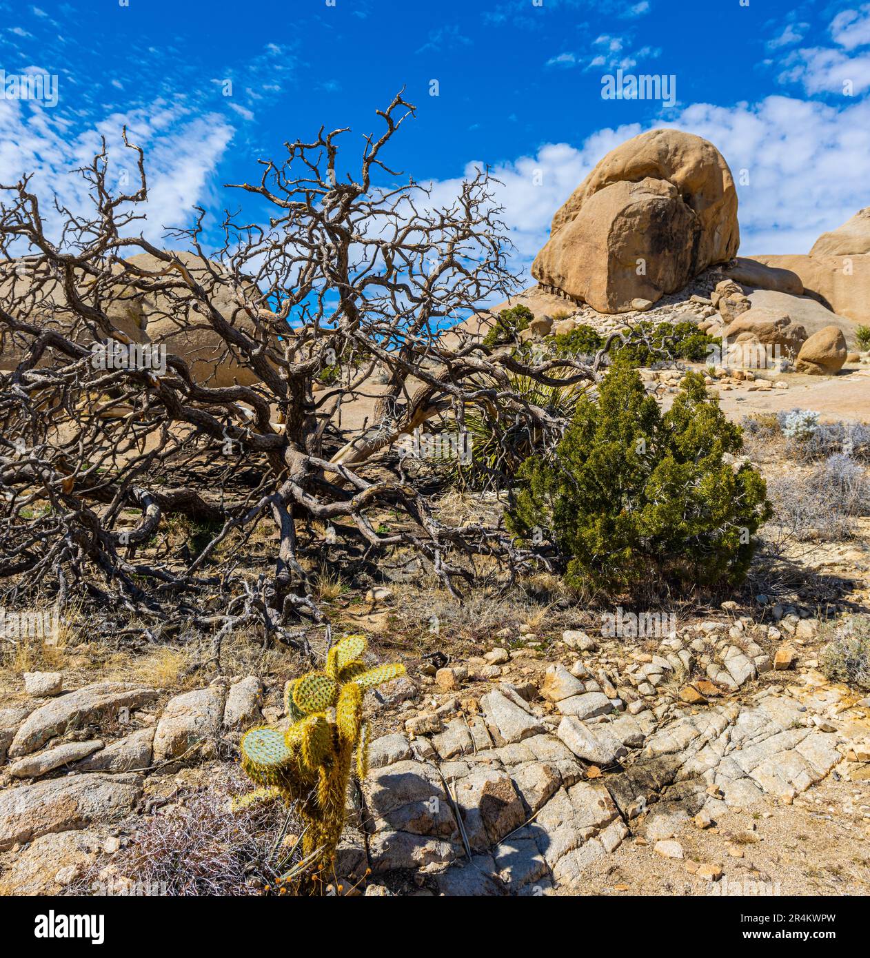 Granite Rock Felsformationen auf dem Split Rock Loop Trail, Joshua Tree National Park, Kalifornien, USA Stockfoto