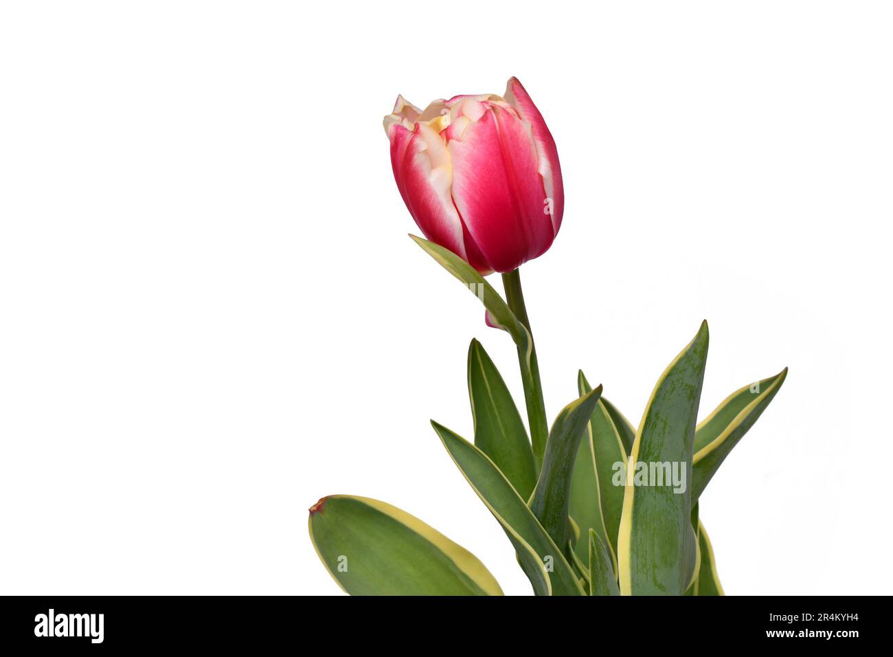 Nahaufnahme der Tulpenblume „Tulipa Red Sparks Toplips“ mit rosafarbenen Spitzen auf weißem Hintergrund Stockfoto