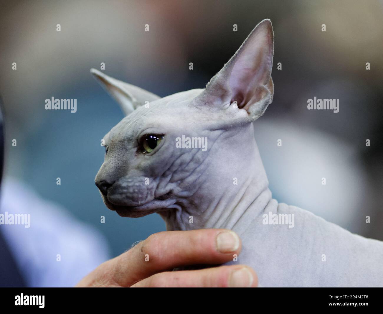 Porträt de Chat sphynx en gros Plan Stockfoto