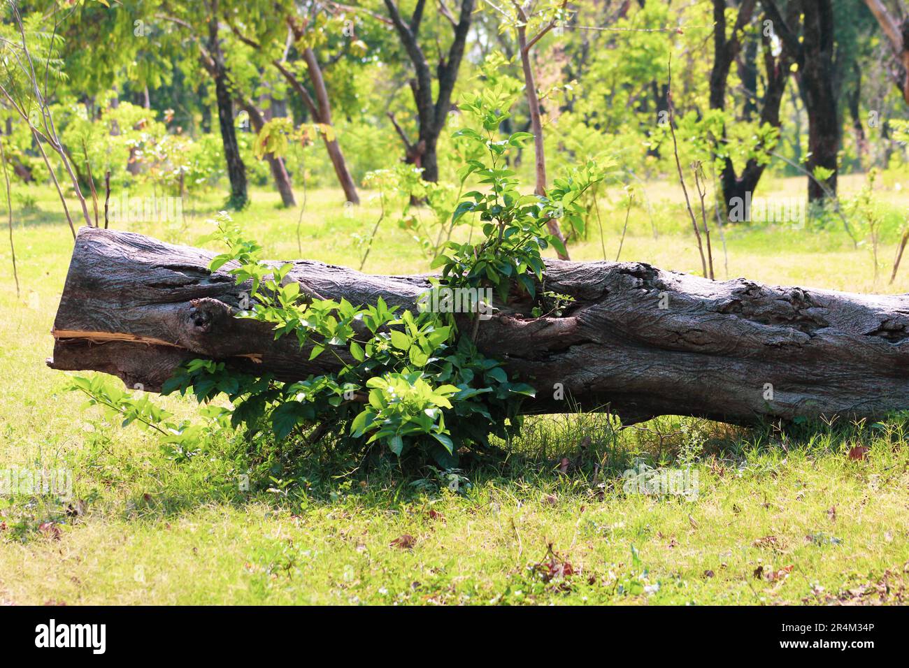 Grüne Blätter auf dem Baumstumpf Stockfoto