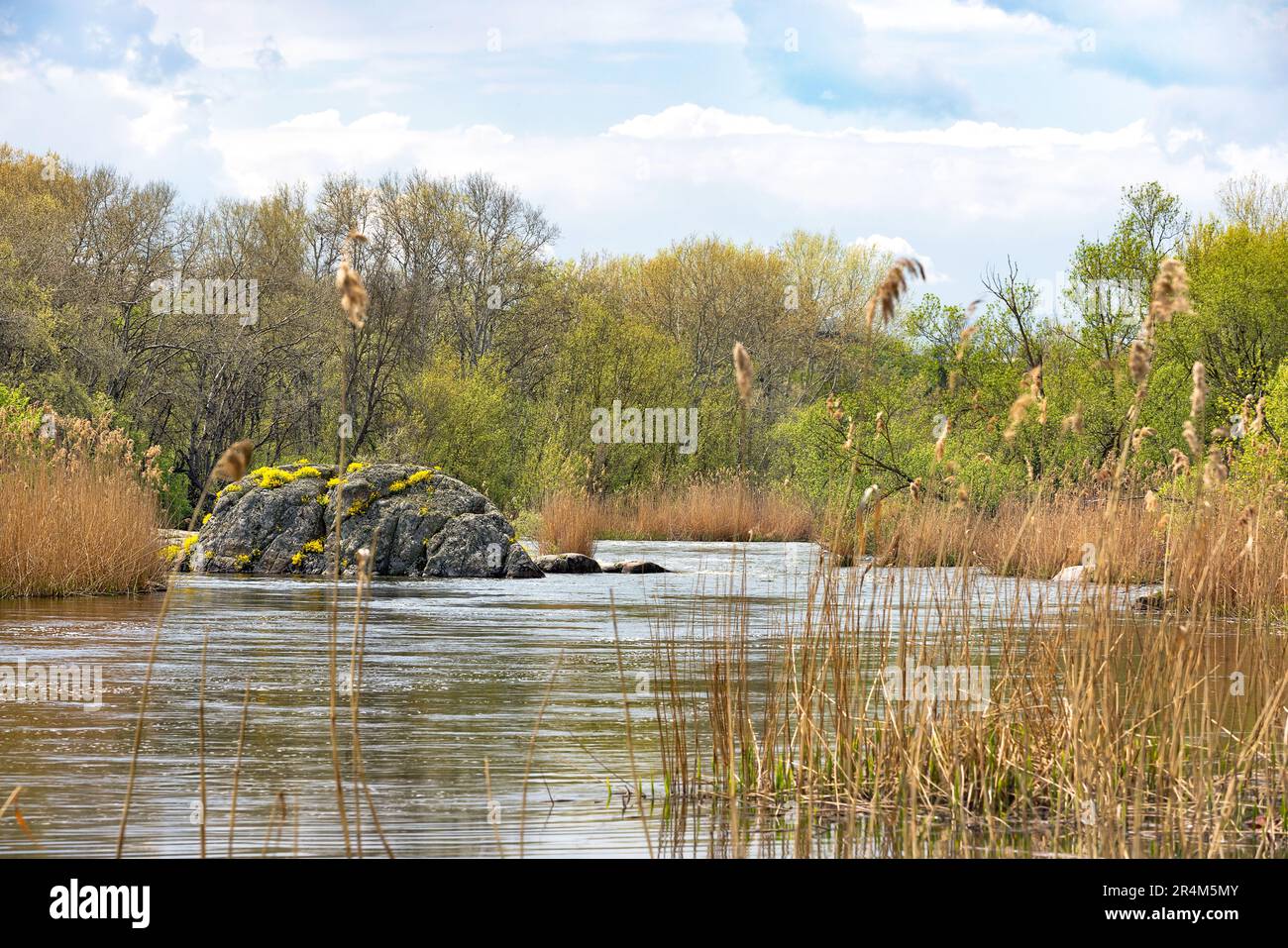 Ruhige Landschaft eines Quellflusses mit einem Steinstein, der mit gelben Blumen überwuchert ist. Stockfoto