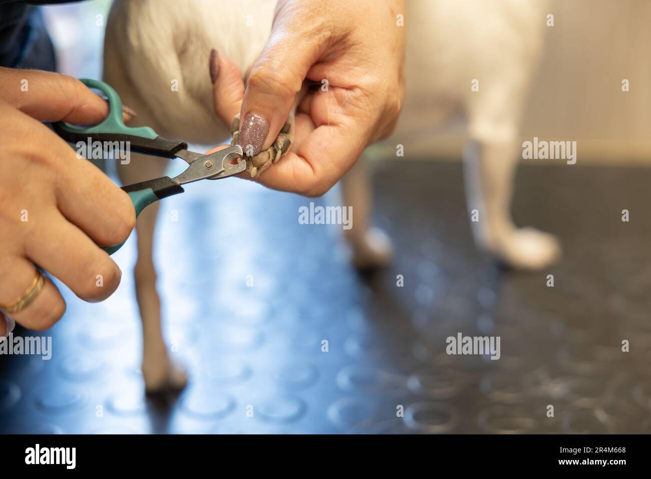 Das Schneiden der Hundeklauen in der Veterinärmedizin. Ein Arzt, der die Krallen des kleinen Chi hua kratzt. Stockfoto