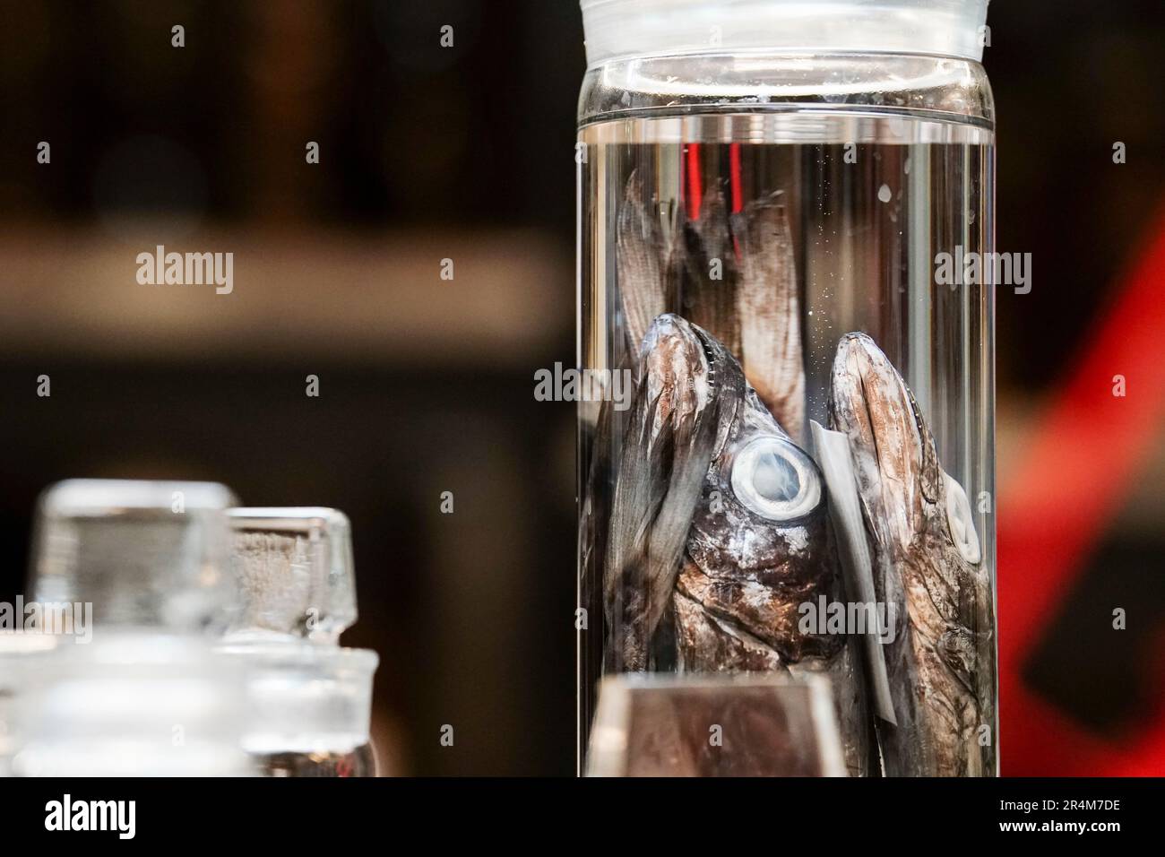 Verschiedene Proben, die während der Expedition gesammelt wurden, werden im Natural History Museum in London aufbewahrt. James Maclaine, leitender Kurator für Fisch im NHM, ist vor kurzem von einer Expedition zurückgekehrt, bei der im Rahmen des Blue-Belt-Programms die Unterwasserwelt vor der Küste von St. Helena im mittleren Atlantik erkundet wurde. Das die Überseegebiete des Vereinigten Königreichs beim Schutz und der nachhaltigen Bewirtschaftung ihrer Meeresumwelt unterstützt. Bilddatum: Mittwoch, 10. Mai 2023. Stockfoto