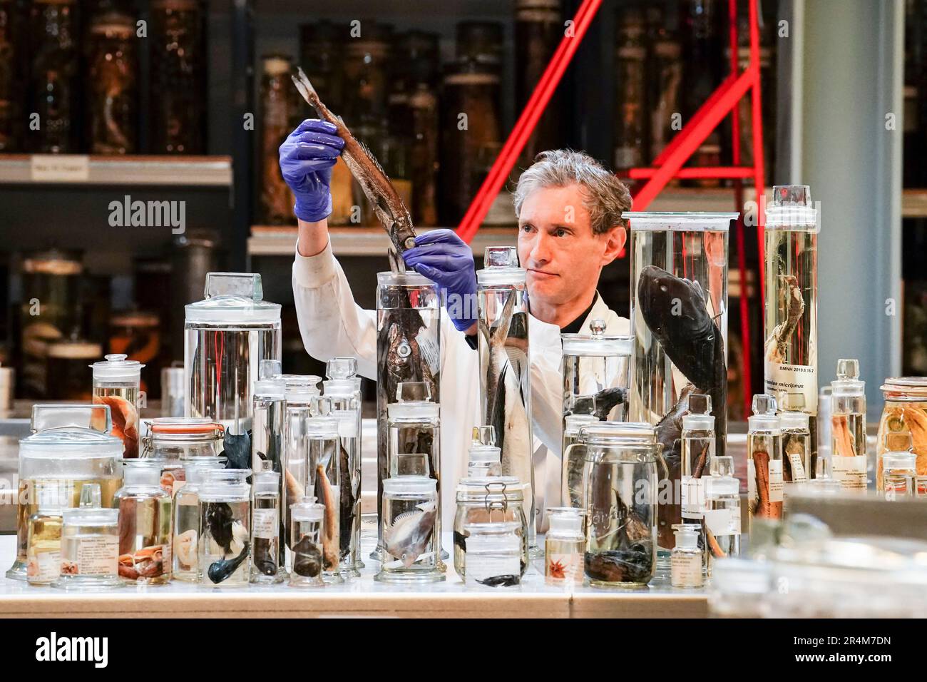 James Maclaine, leitender Kurator für Fisch am NHM, mit verschiedenen Proben, die auf der Expedition im Natural History Museum in London gesammelt wurden. Herr Maclaine ist vor kurzem von einer Expedition zurückgekehrt, bei der die Tiefseearten vor der Küste von St. Helena im mittleren Atlantik im Rahmen des Programms "Blauer Gürtel" untersucht wurden, das die Überseegebiete des Vereinigten Königreichs beim Schutz und der nachhaltigen Bewirtschaftung ihrer Meeresumwelt unterstützt. Bilddatum: Mittwoch, 10. Mai 2023. Stockfoto