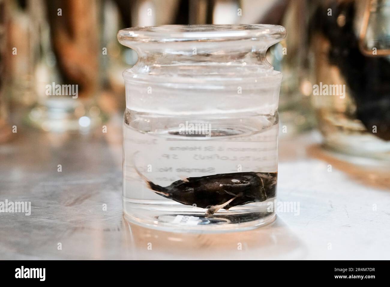 Verschiedene Proben, die während der Expedition gesammelt wurden, werden im Natural History Museum in London aufbewahrt. James Maclaine, leitender Kurator für Fisch im NHM, ist vor kurzem von einer Expedition zurückgekehrt, bei der im Rahmen des Blue-Belt-Programms die Unterwasserwelt vor der Küste von St. Helena im mittleren Atlantik erkundet wurde. Das die Überseegebiete des Vereinigten Königreichs beim Schutz und der nachhaltigen Bewirtschaftung ihrer Meeresumwelt unterstützt. Bilddatum: Mittwoch, 10. Mai 2023. Stockfoto