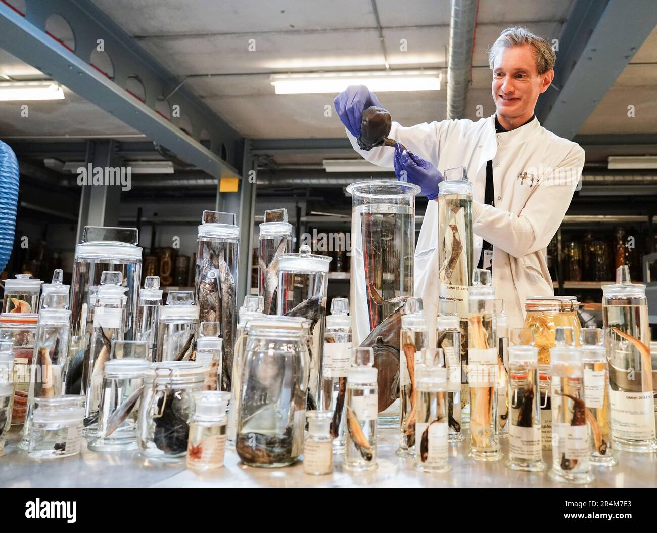 James Maclaine, leitender Kurator für Fisch am NHM, mit verschiedenen Proben, die auf der Expedition im Natural History Museum in London gesammelt wurden. Herr Maclaine ist vor kurzem von einer Expedition zurückgekehrt, bei der die Tiefseearten vor der Küste von St. Helena im mittleren Atlantik im Rahmen des Programms "Blauer Gürtel" untersucht wurden, das die Überseegebiete des Vereinigten Königreichs beim Schutz und der nachhaltigen Bewirtschaftung ihrer Meeresumwelt unterstützt. Bilddatum: Mittwoch, 10. Mai 2023. Stockfoto