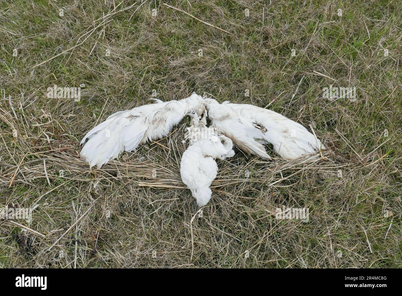 Gerupfte Federn und Knochenreste eines erwachsenen, stummen Schwans im Gras. Stockfoto