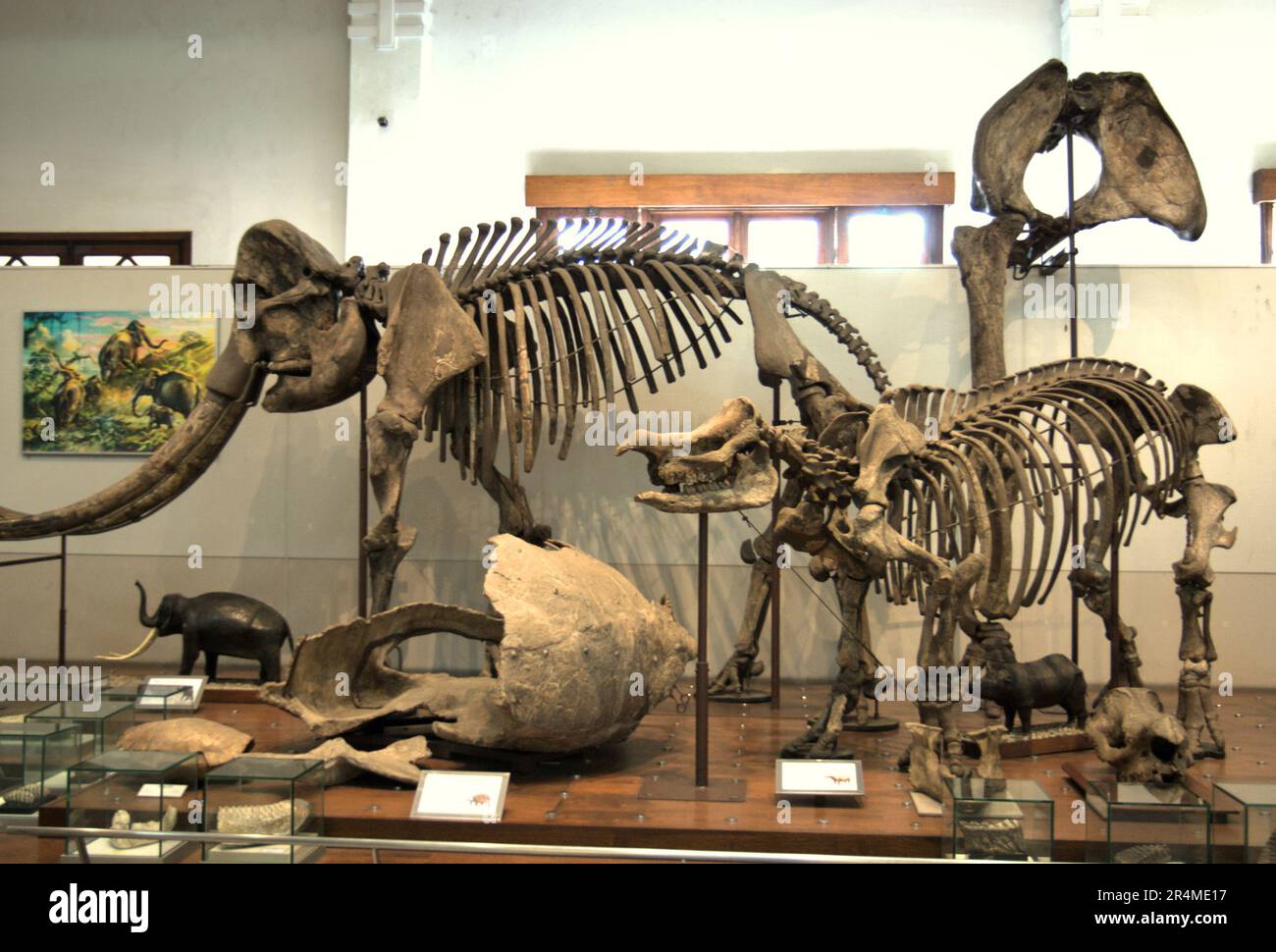 Ausstellung rekonstruierter erloschener Megafauna im Museum Geologi (Geologiemuseum) in Bandung, West-Java, Indonesien. Stockfoto