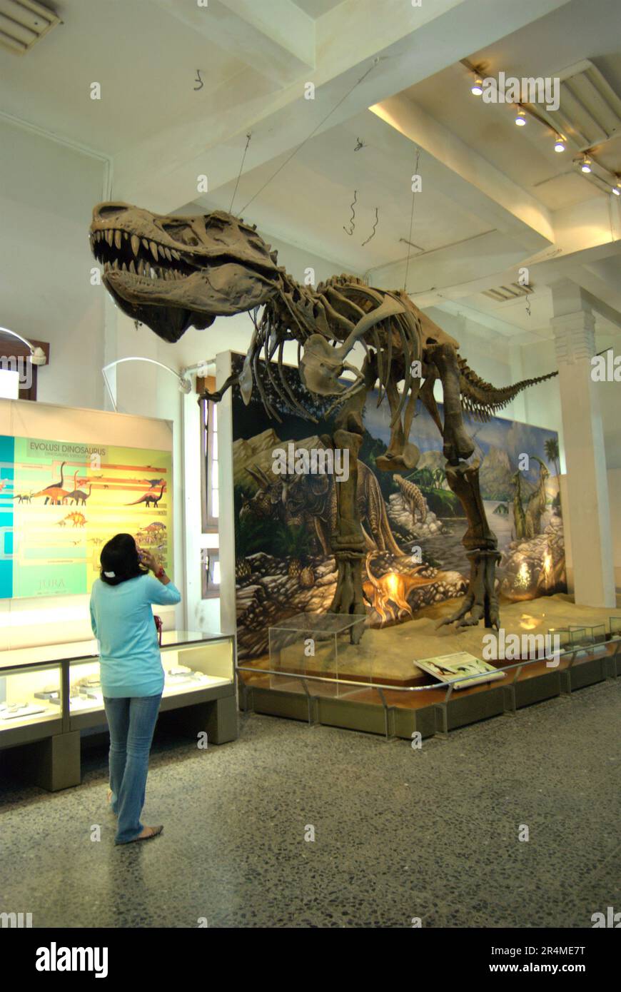 Eine Besucherin achtet auf die Rekonstruktion eines Tyrannosaurus rex im Geologiemuseum in Bandung, West-Java, Indonesien. Stockfoto