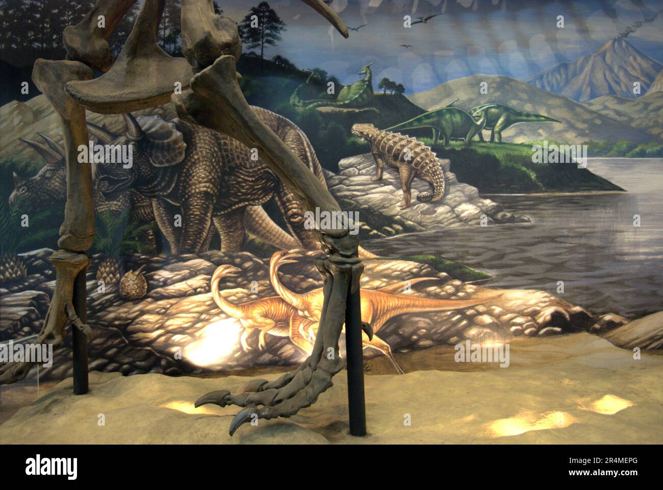 Füße einer Tyrannosaurus rex Rekonstruktion, im Hintergrund eines Bildungsposters im Museum Geologi (Geologiemuseum) in Bandung, West-Java, Indonesien. Stockfoto