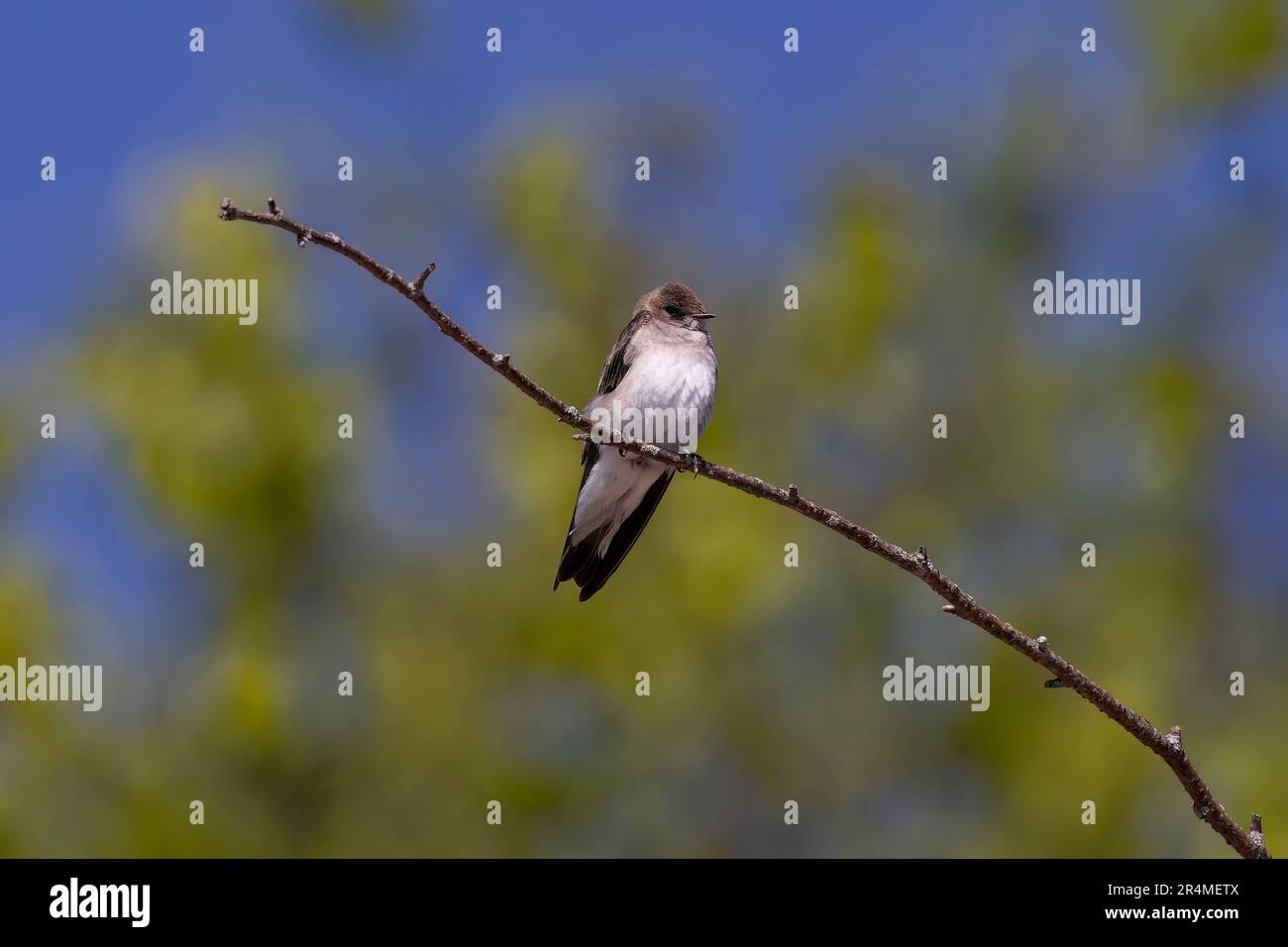 Der Sand martin (Riparia Riparia) im Flug. Vogel, auch bekannt als Uferschwalbe (in Amerika), Kragen-Sand-martin oder gemeiner Sand-martin Stockfoto