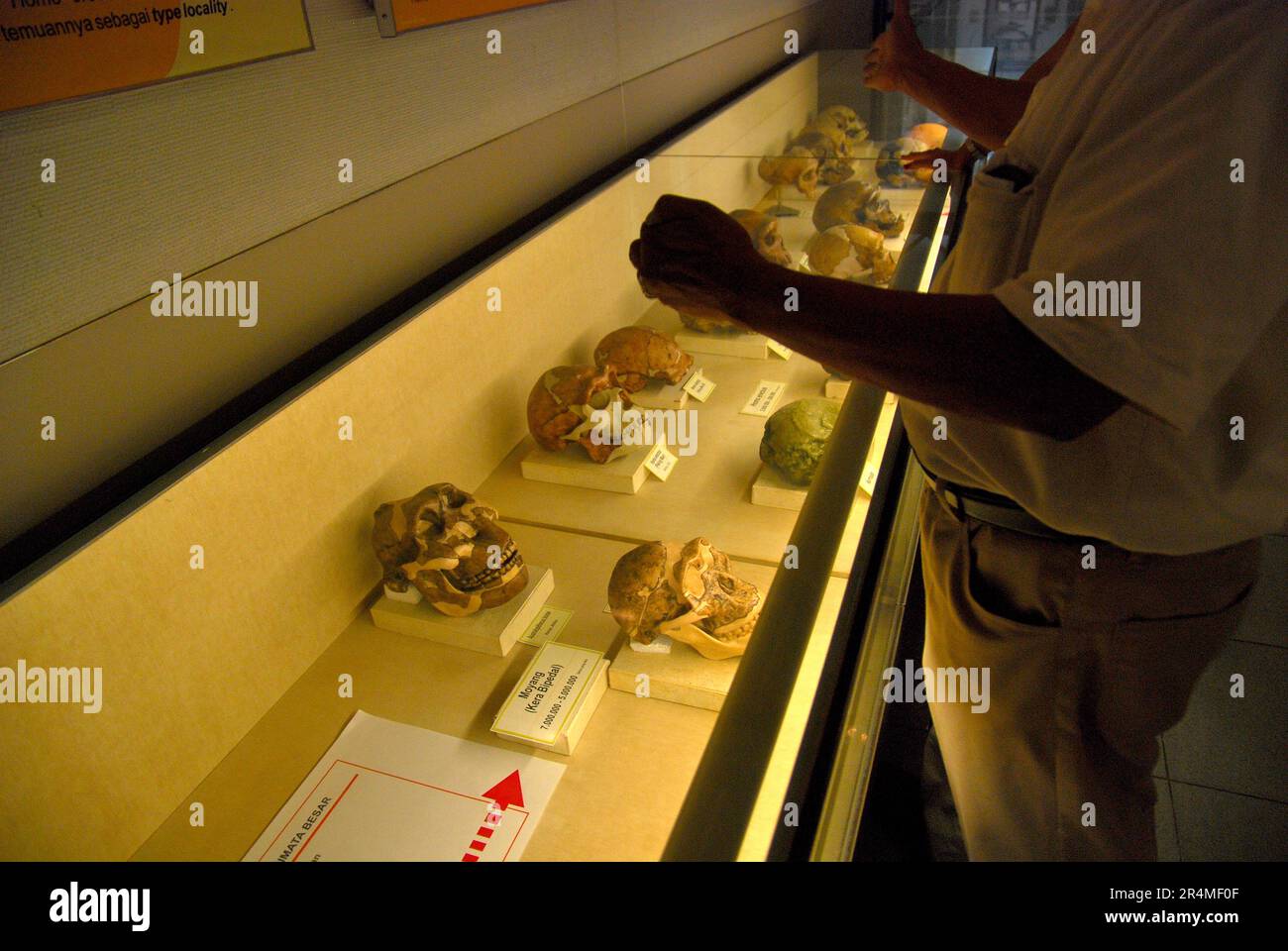 Professor für Paläontologie-Forschung Fachroel Aziz steht vor einem Museumsschrank, in dem die Rekonstruktionen von hominiden Schädeln platziert werden, während er im Museum Geologi (Geologiemuseum) in Bandung, West-Java, Indonesien, Erklärungen gibt. Stockfoto