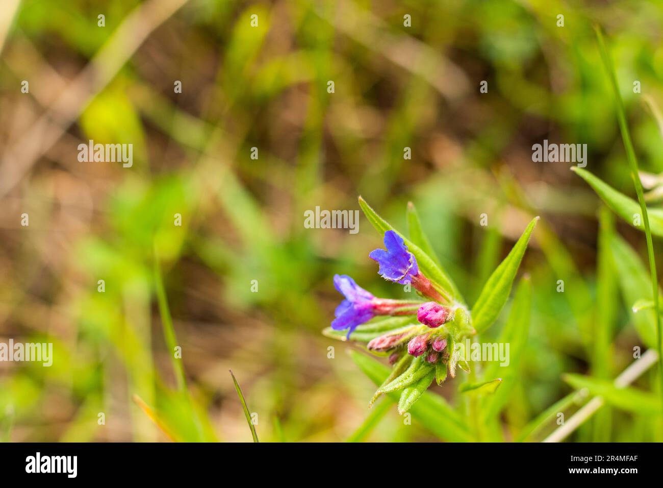 Ajuga pyramidalis Purple Wildblume auf dem Feld Stockfoto
