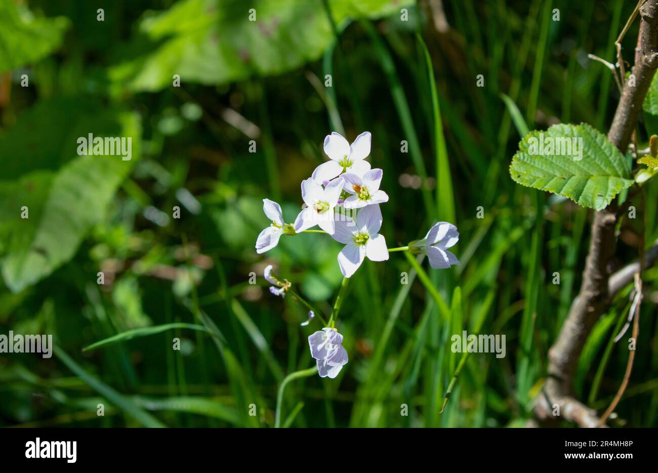 Kuckucksblume in Blüte Stockfoto