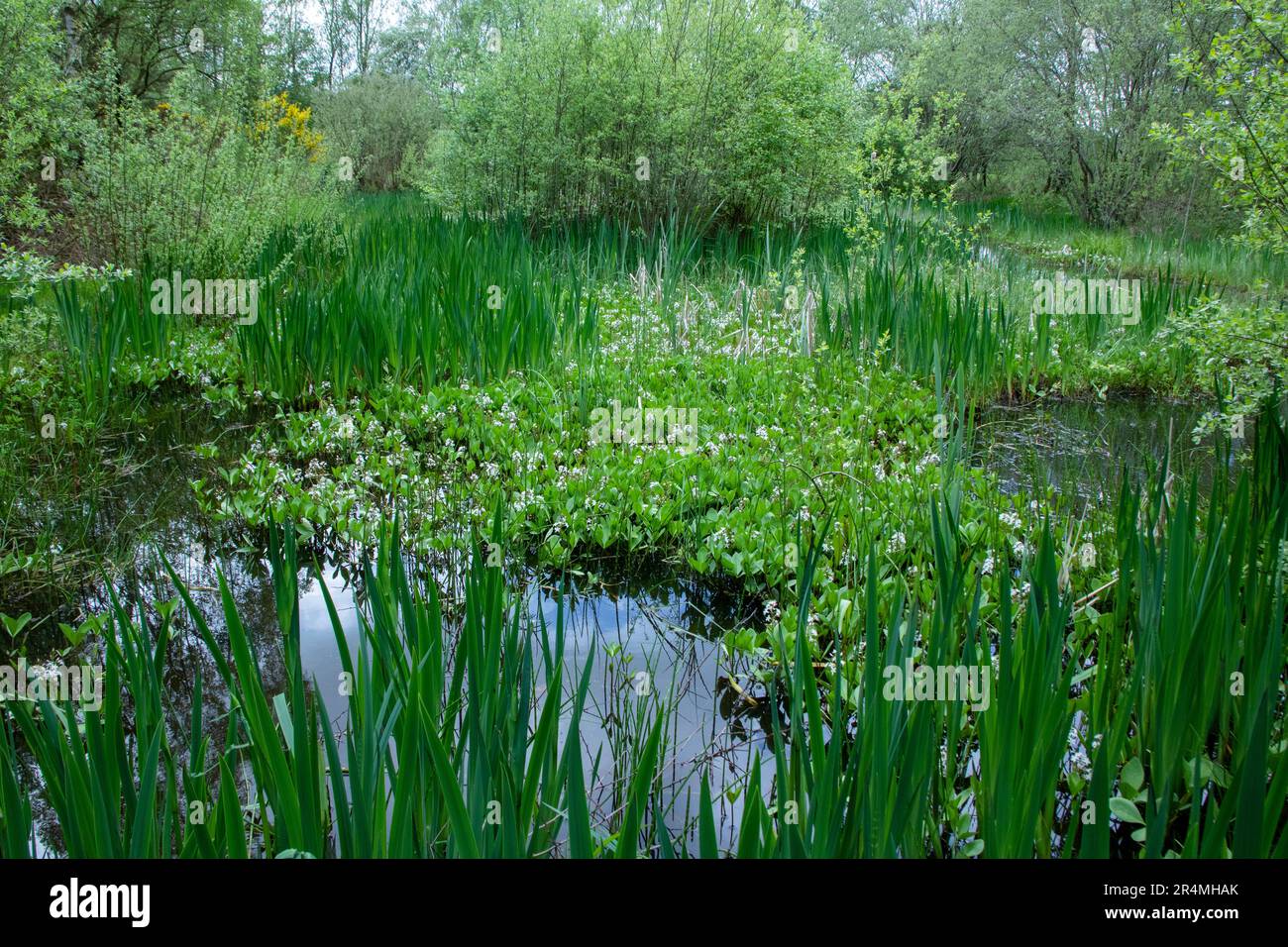 Malton Pond im Frühling Stockfoto