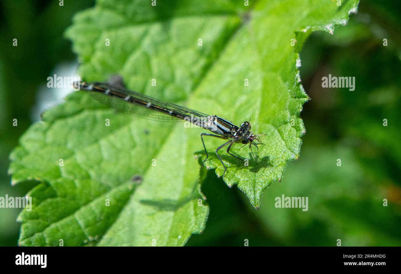 Weibliche Blaue Damselfliege mit Beute Stockfoto