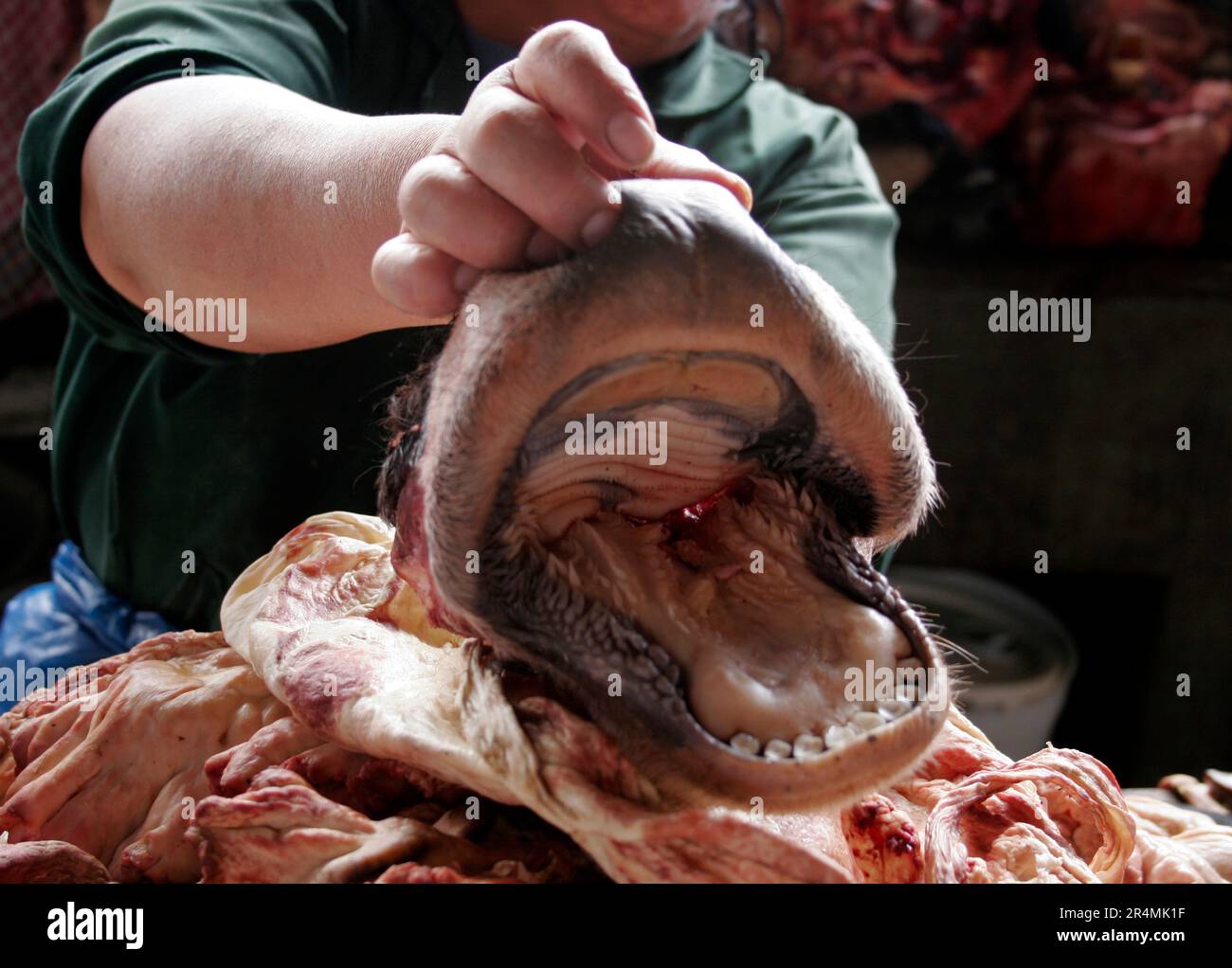 Eine Fleischverkäuferin zeigt eine Kuhschnauze, die sie auf einem Markt in Cuzco, Peru, verkauft. Stockfoto