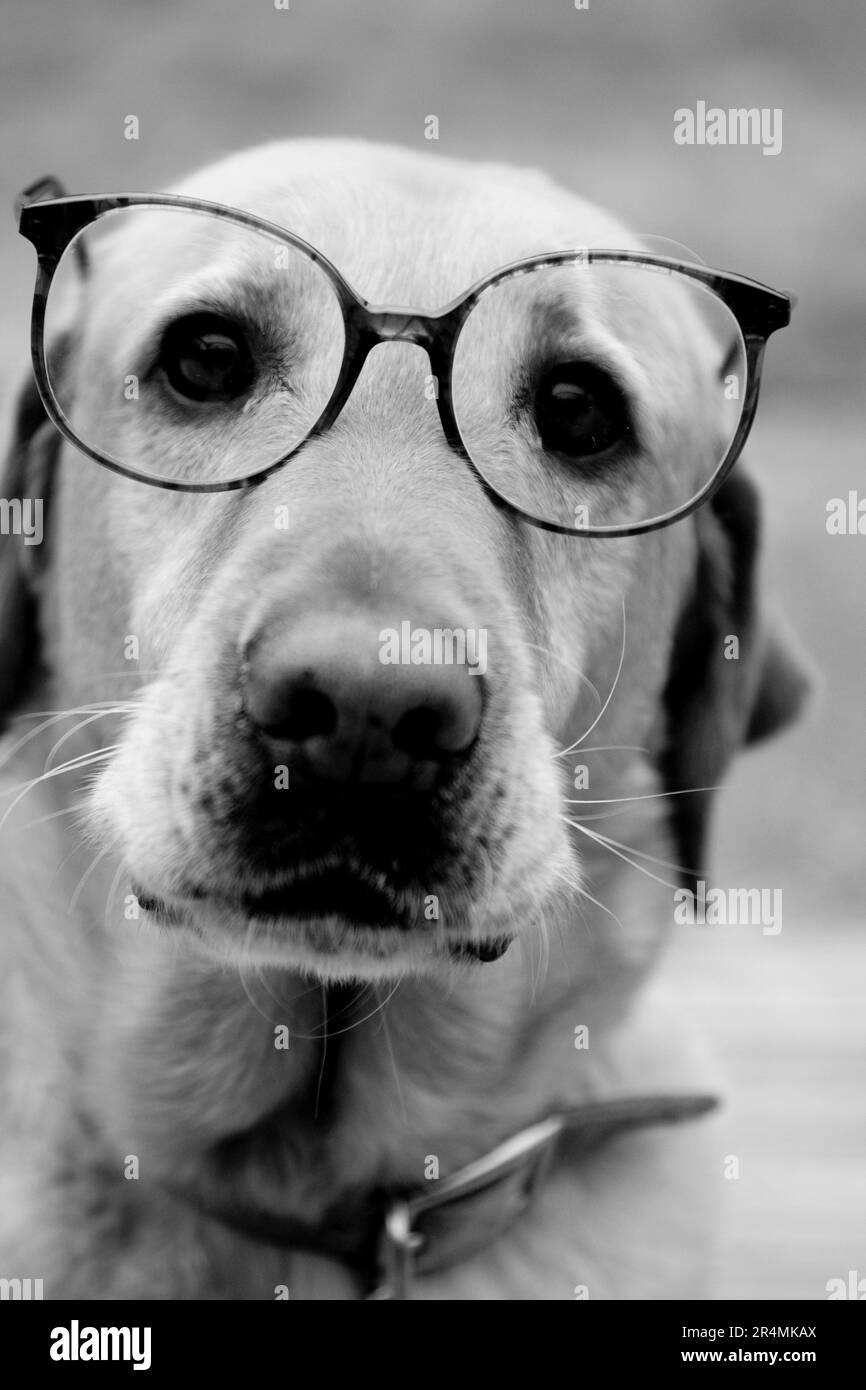 Ein Hund mit Brille. Stockfoto